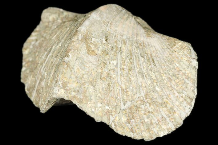 Pyrite Replaced Brachiopod (Paraspirifer) Fossil - Ohio #189161